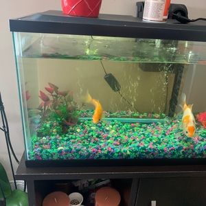 Meet your Posher, Antonia